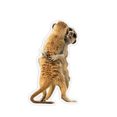cute animal friends messages sticker-9