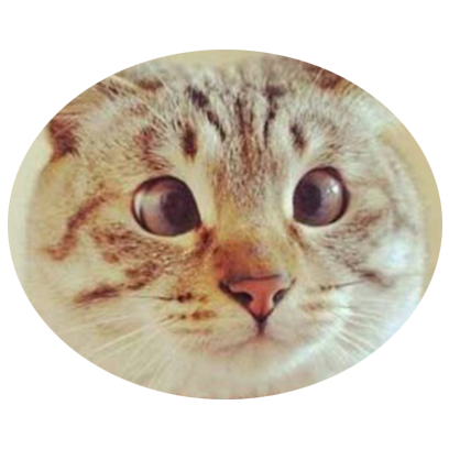 Facecats messages sticker-2