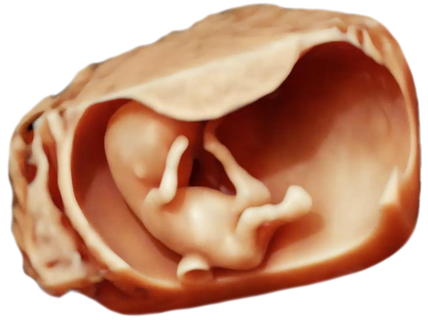 ScanBaby learn baby ultrasound messages sticker-1