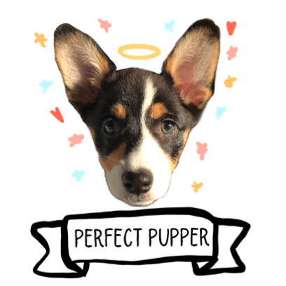 Josie the Chicago Corgi messages sticker-11