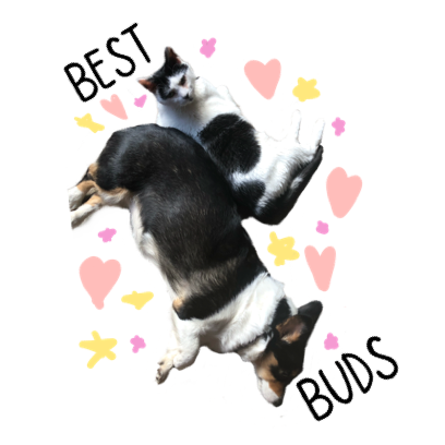 Josie the Chicago Corgi messages sticker-5