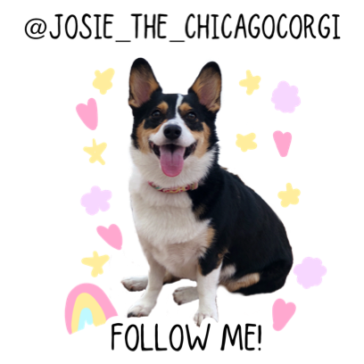 Josie the Chicago Corgi messages sticker-0