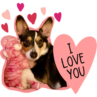 Josie the Chicago Corgi messages sticker-6