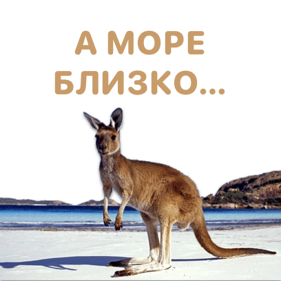 Sticky Kangaroo messages sticker-1