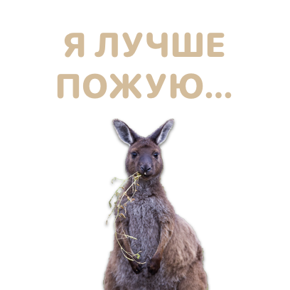 Sticky Kangaroo messages sticker-6