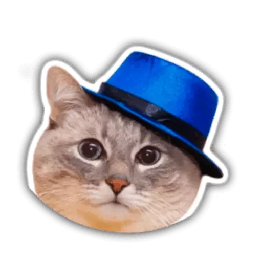 Funny Cat Stickers Animated messages sticker-9