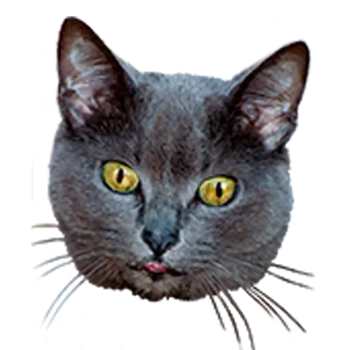 Funny Cat Stickers Animated messages sticker-10