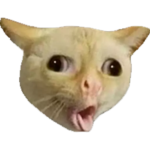 Funny Cat Stickers Animated messages sticker-3