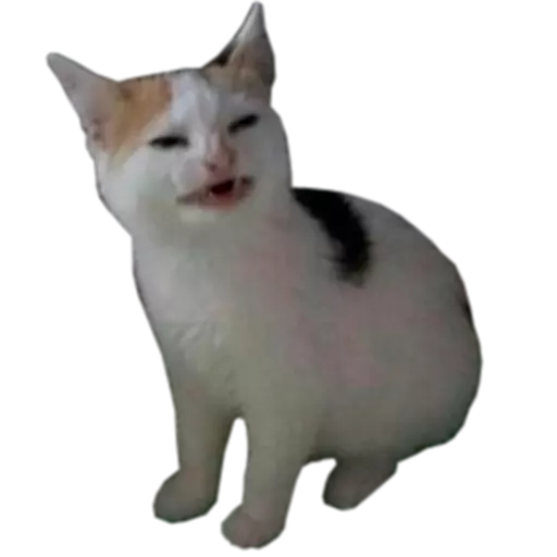 Funny Cat Stickers Animated messages sticker-4
