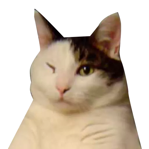 Funny Cat Stickers Animated messages sticker-5