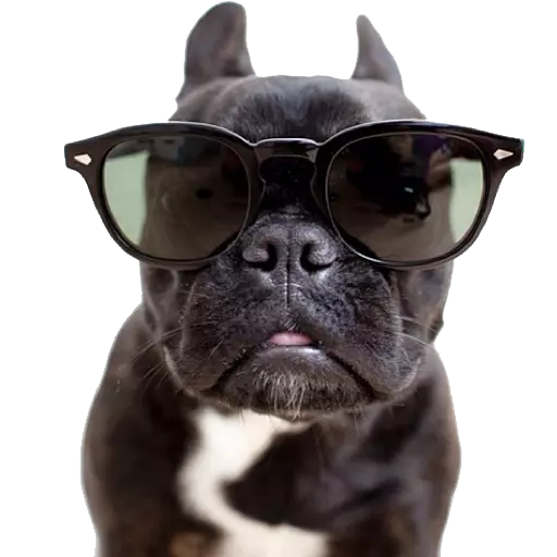 DogMoji - Dog Sticker & Emojis messages sticker-7