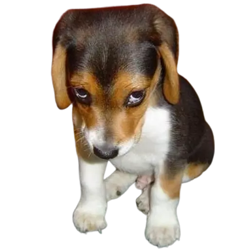 DogMoji - Dog Sticker & Emojis messages sticker-9