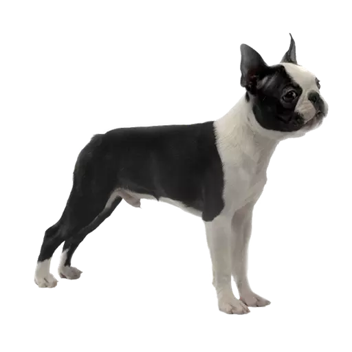 DogMoji - Dog Sticker & Emojis messages sticker-4