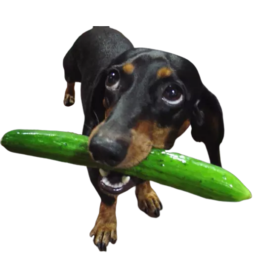 DogMoji - Dog Sticker & Emojis messages sticker-2