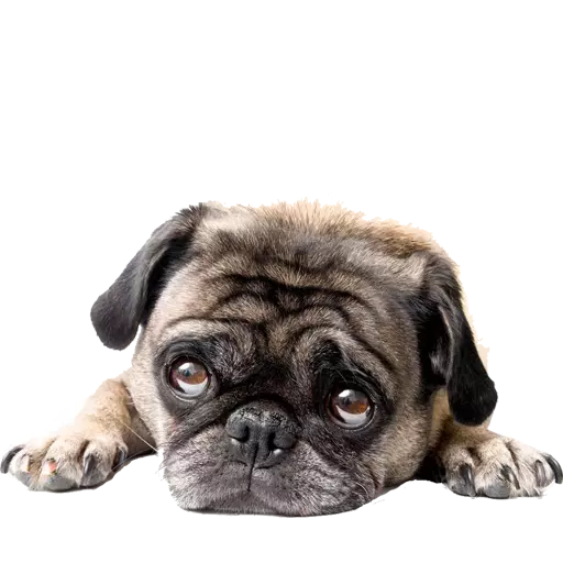 DogMoji - Dog Sticker & Emojis messages sticker-0