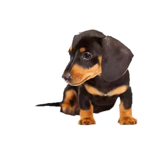 DogMoji - Dog Sticker & Emojis messages sticker-1