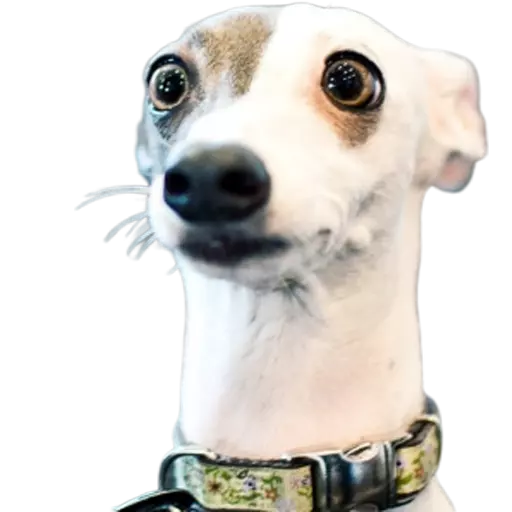 DogMoji - Dog Sticker & Emojis messages sticker-3