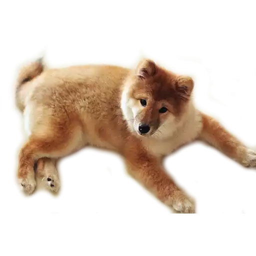 DogMoji - Dog Sticker & Emojis messages sticker-10