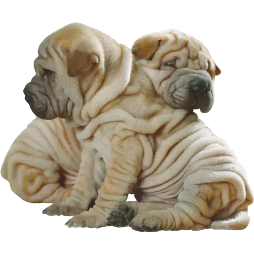 DogMoji - Dog Sticker & Emojis messages sticker-11