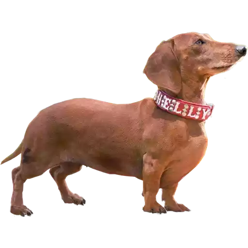 DogMoji - Dog Sticker & Emojis messages sticker-5