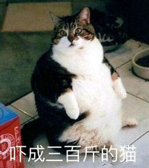 小贝宠物 STICKER messages sticker-6