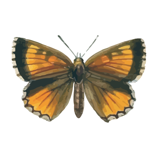 Butterflies Volume 1 messages sticker-3