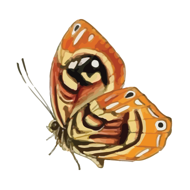 Butterflies Volume 1 messages sticker-9