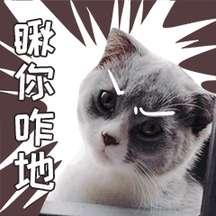 小皮蛋的日常 messages sticker-1
