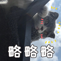小皮蛋的日常 messages sticker-9