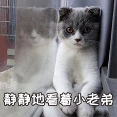 小皮蛋的日常 messages sticker-6
