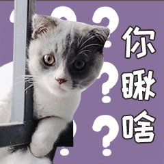 小皮蛋的日常 messages sticker-10