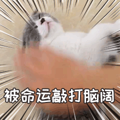 小皮蛋的日常 messages sticker-2