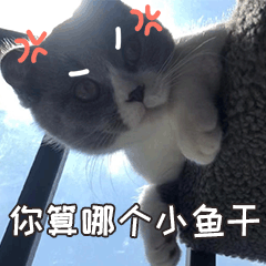小皮蛋的日常 messages sticker-11