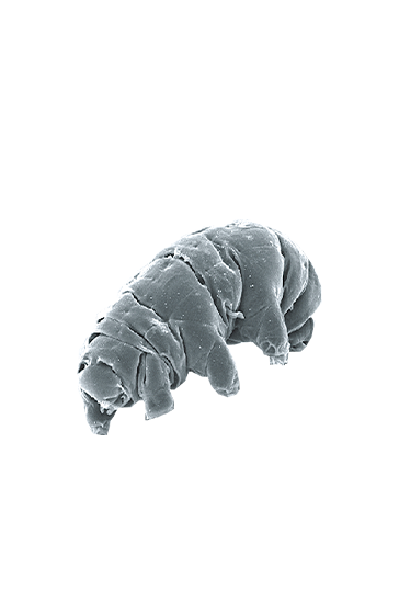 Tardigrades Stickers messages sticker-4