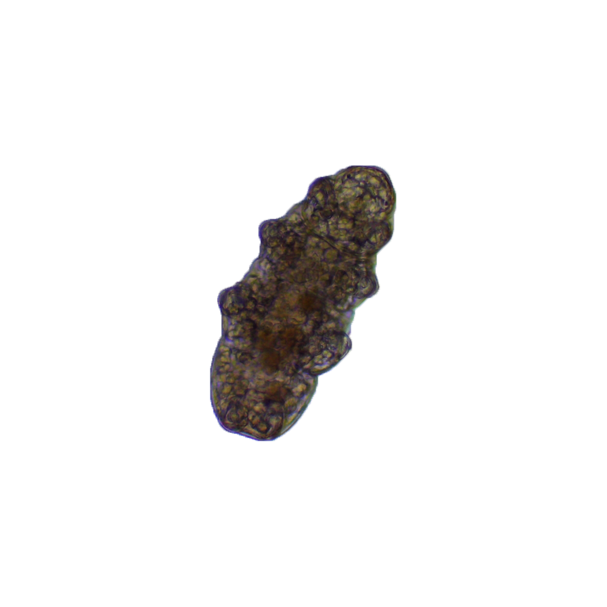 Tardigrades Stickers messages sticker-3
