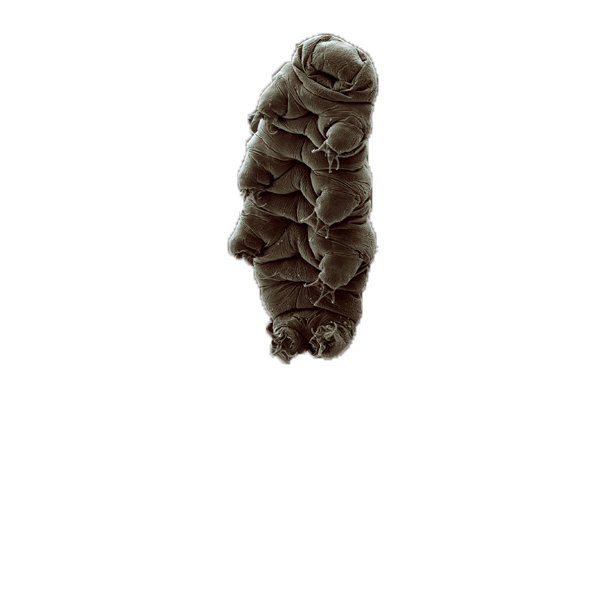 Tardigrades Stickers messages sticker-0