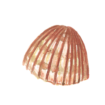 Cute Seashell Sticker messages sticker-9