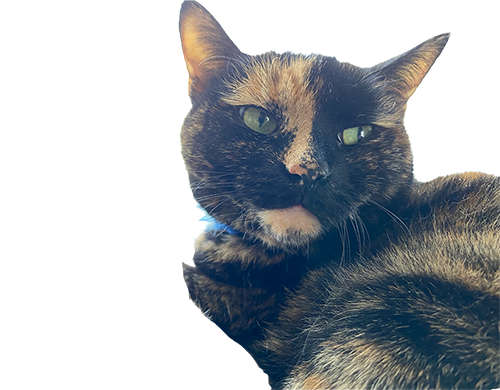 HousePetStickers messages sticker-1