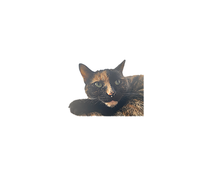 HousePetStickers messages sticker-3
