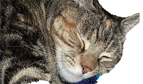 HousePetStickers messages sticker-4