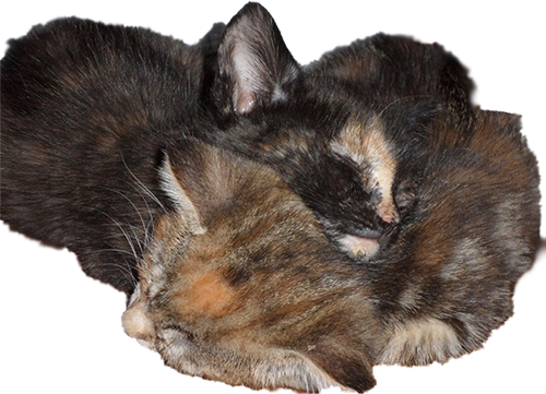 HousePetStickers messages sticker-6