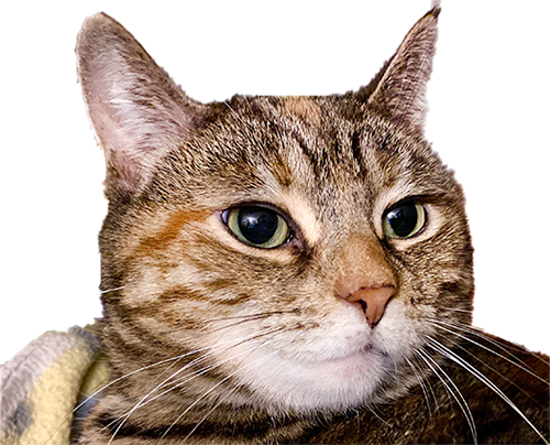 HousePetStickers messages sticker-5