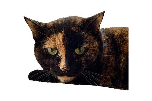 HousePetStickers messages sticker-9