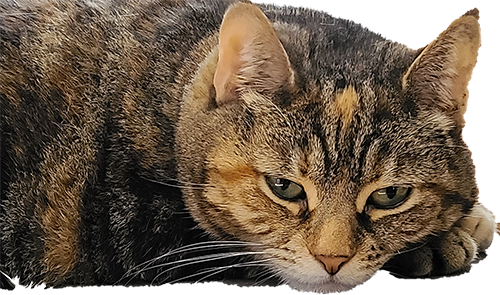 HousePetStickers messages sticker-0