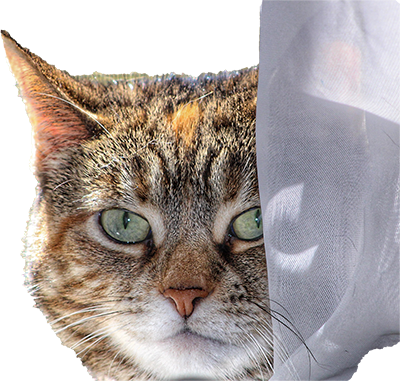 HousePetStickers messages sticker-11