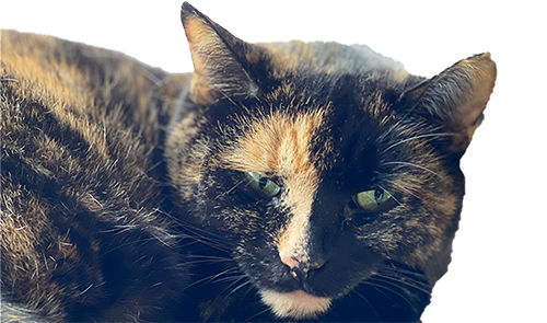 HousePetStickers messages sticker-7
