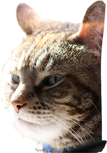 HousePetStickers messages sticker-10