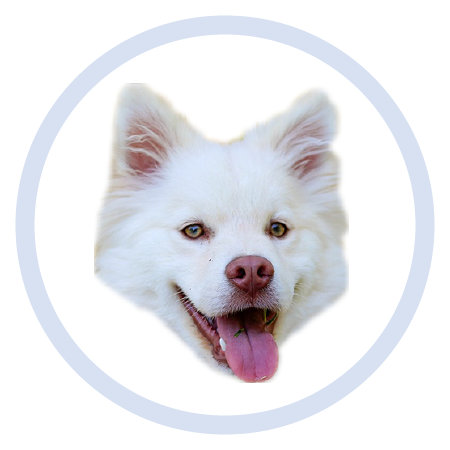 Cute Puppy - Stickers messages sticker-1