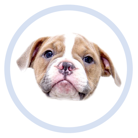 Cute Puppy - Stickers messages sticker-8
