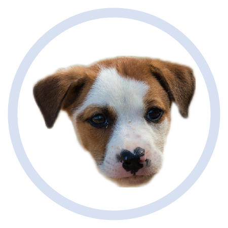 Cute Puppy - Stickers messages sticker-0